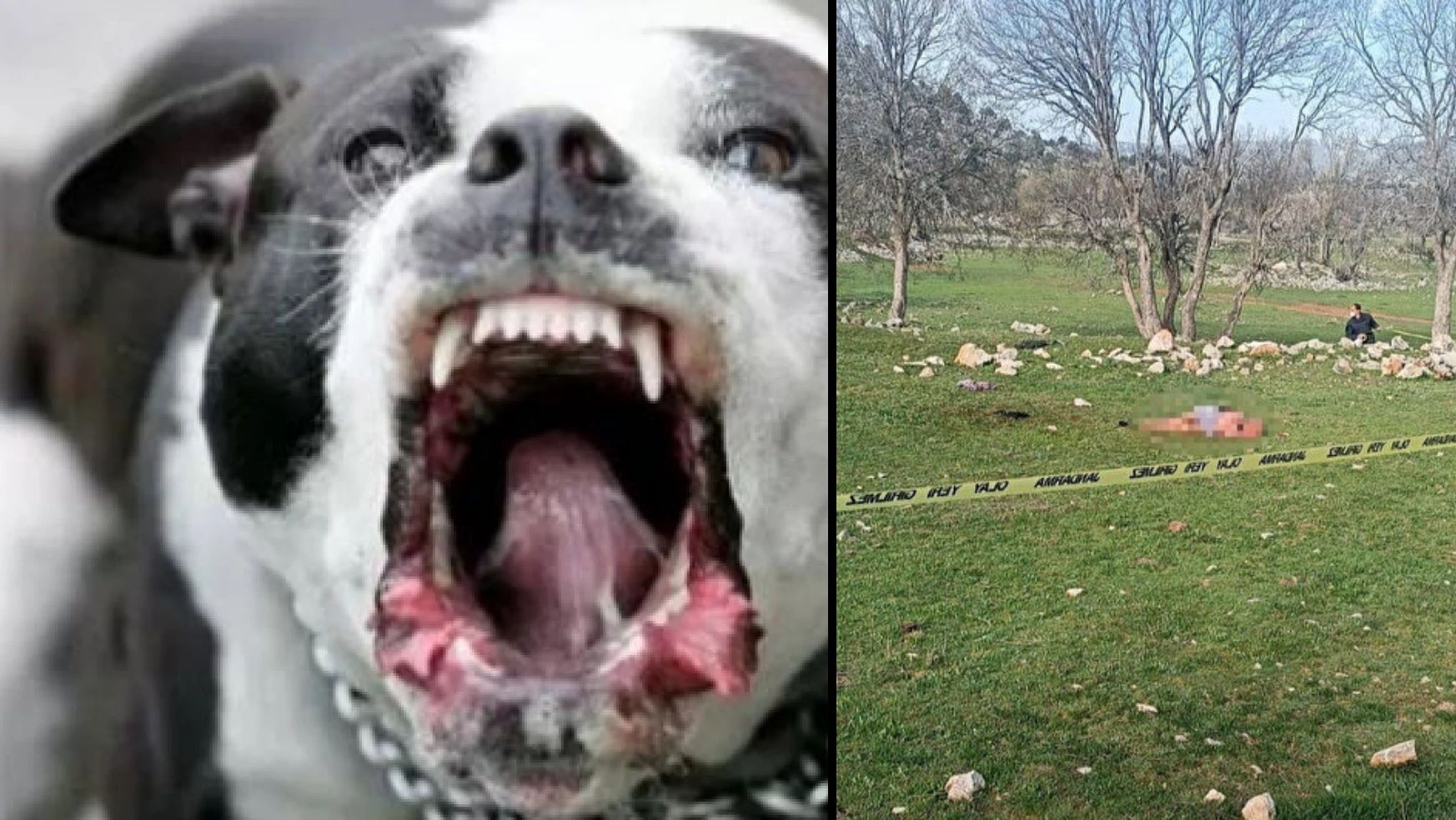 Antalya'da Köpekler Bir Kadını Parçaladı!