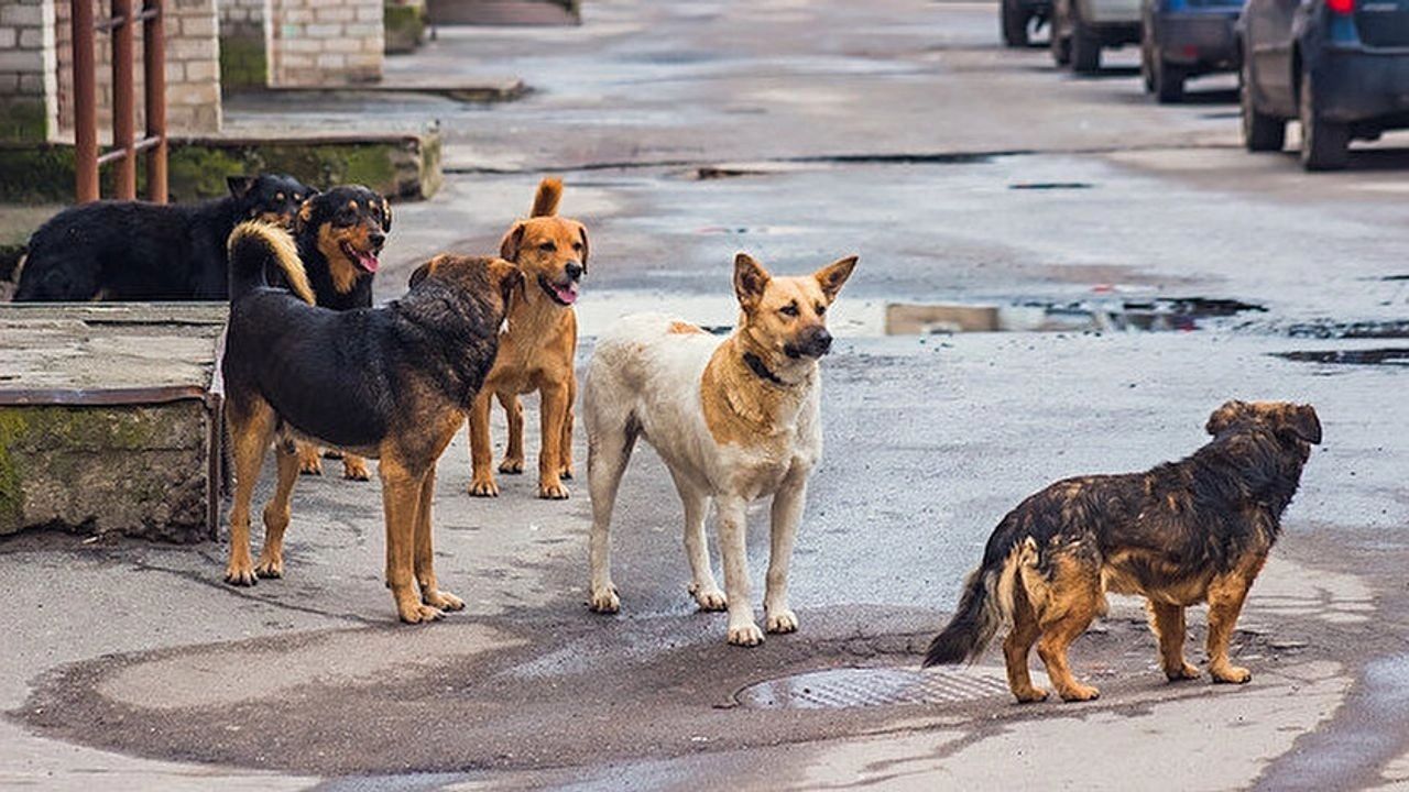 AK Parti'nin Sokak Hayvanları Düzenlemesinde Neler Var?