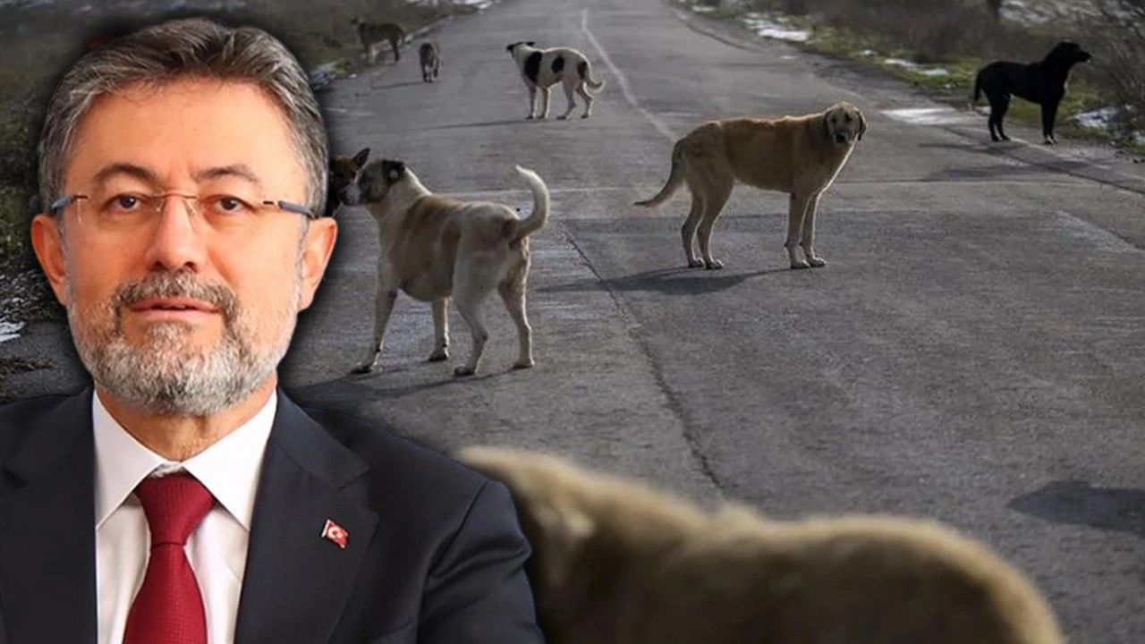 Bakan Yumaklı: Türkiye'de 4 Milyon Sokak Köpeği Var