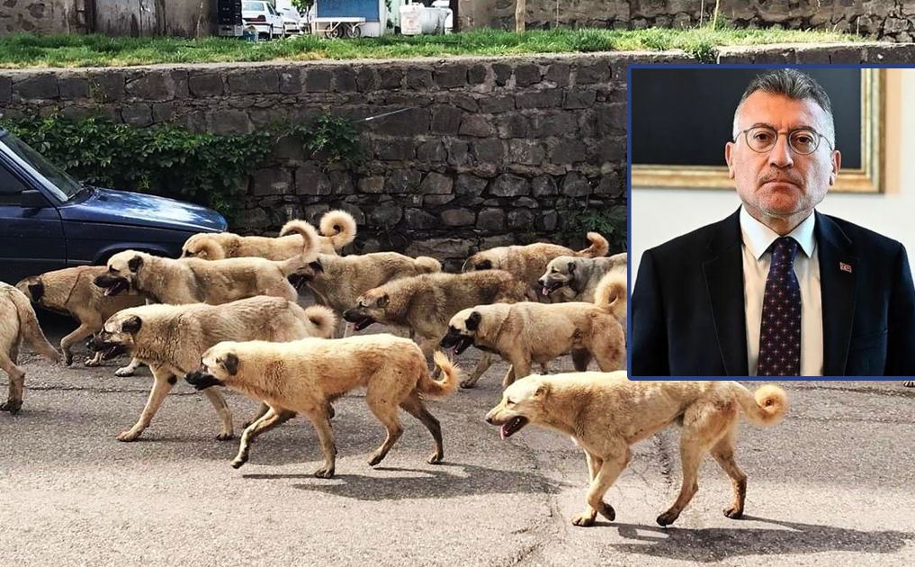 Sokak Köpeği Terörü: AK Parti'den 'Uyutma' Formülünde Geri Adım Sinyali