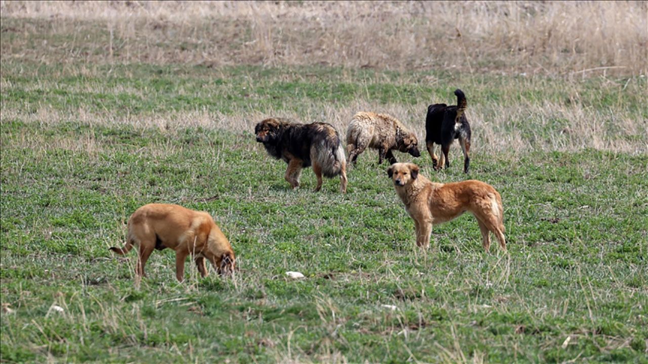 Türkiye'de Sokak Köpekleri Sorunu: Yüzde 80 'Uyutulsun' Diyor!