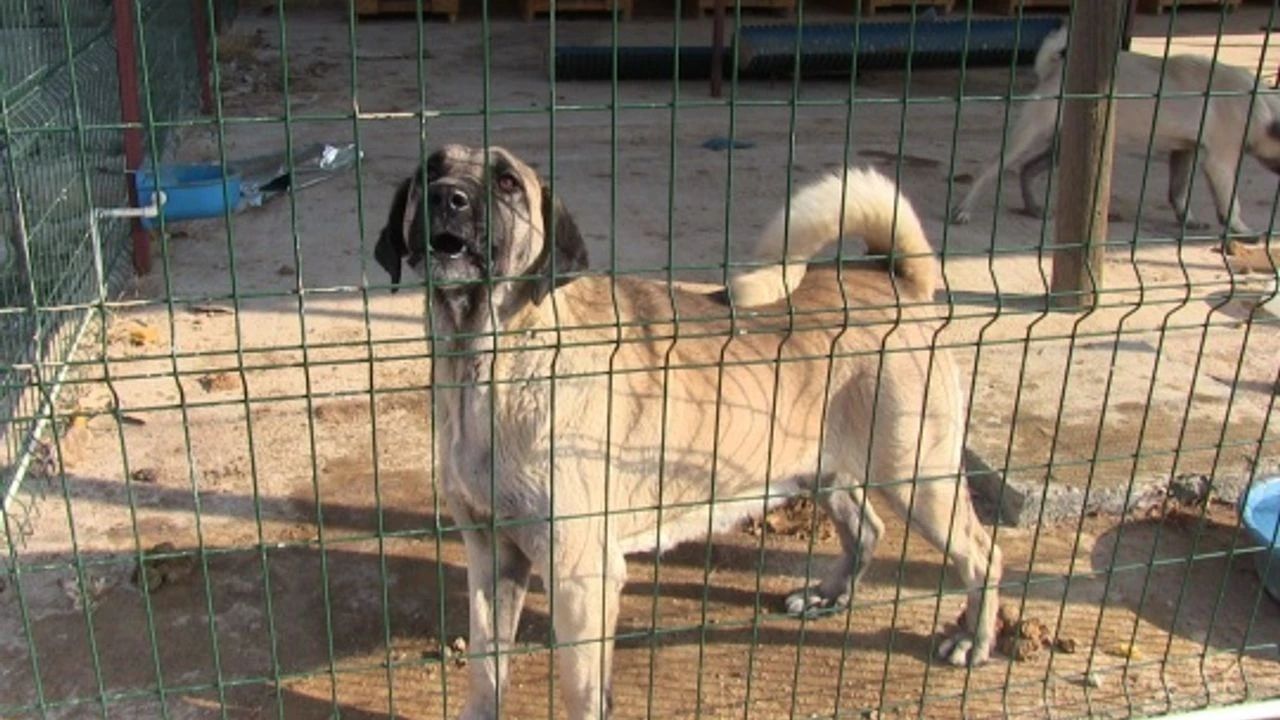 Yeniden Refah Partili Belediye Sokakları Köpeklerden Temizliyor!