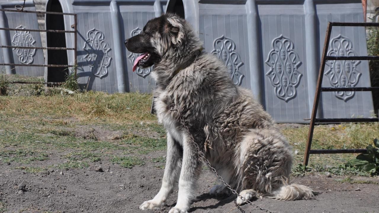 Konya'da Sahipli Köpeğin Saldırdığı Çocuk Yaralandı