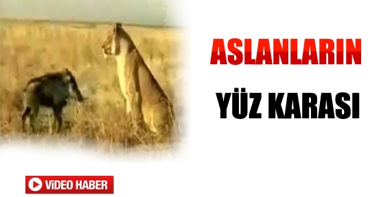 Aslanların Yüz Karası