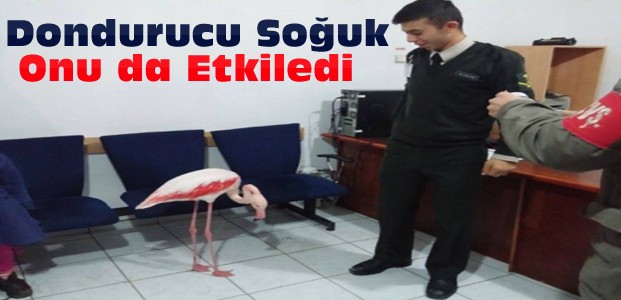 Flamingo Donmak Üzereyken Kurtarıldı