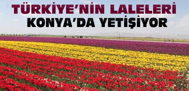 Türkiye'nin Laleleri Konya'dan Karşılanıyor