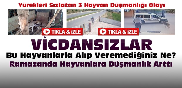 Vicdanları Sızlatan Hayvan Düşmanlıkları-VİDEO